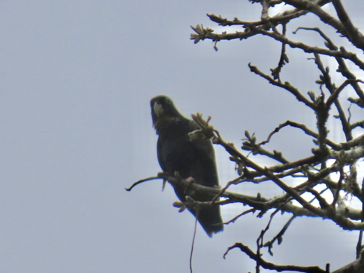 Bronze-winged Parrot - ML644878794