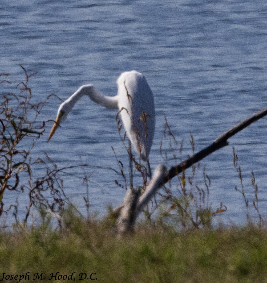 Great Egret - ML644878799