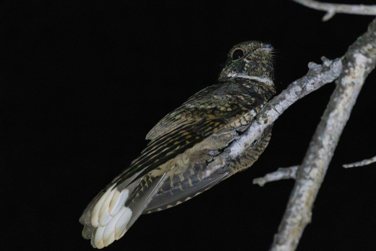 Puerto Rican Nightjar - ML644878800