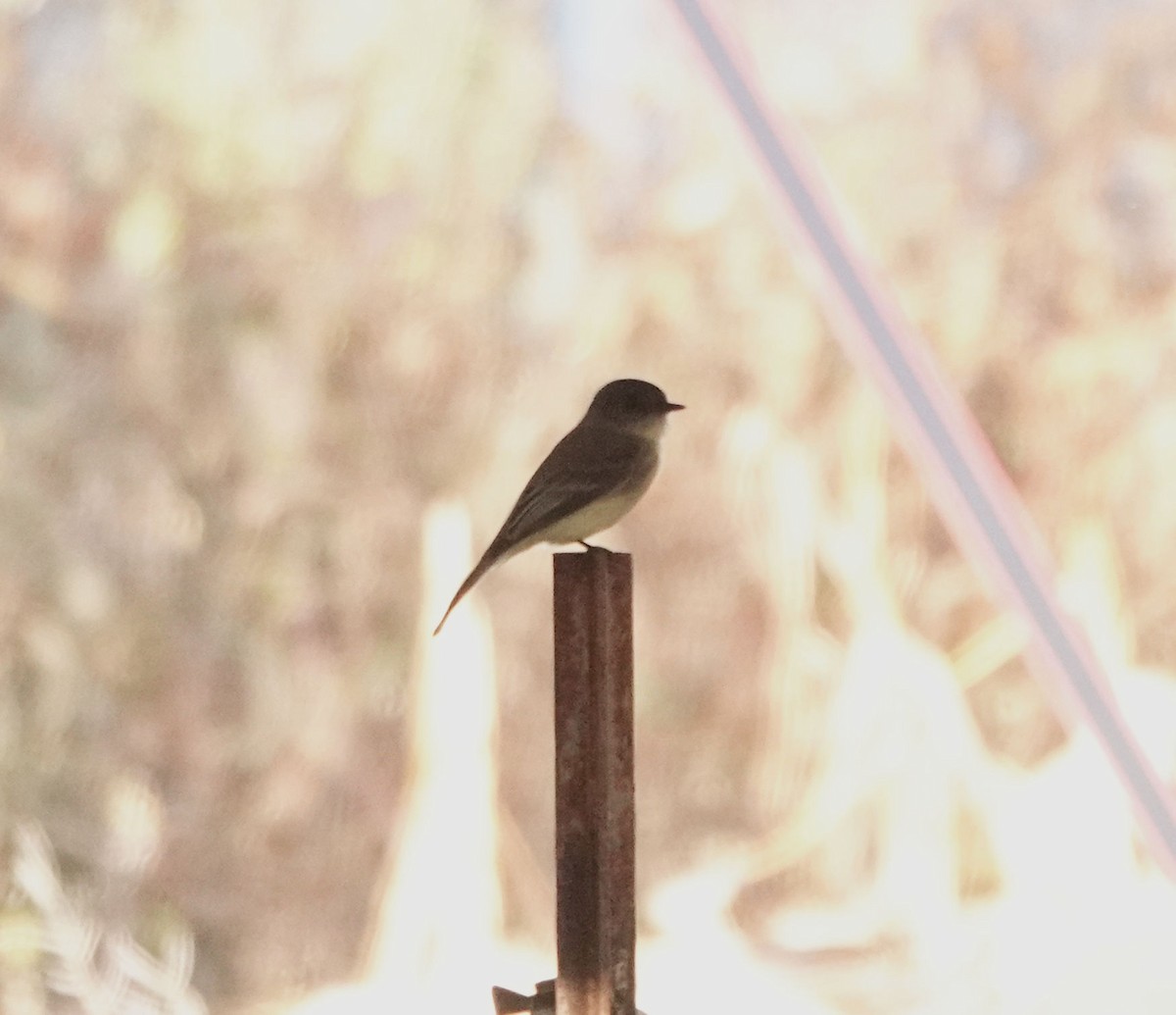 tyranovec domácí - ML644878812