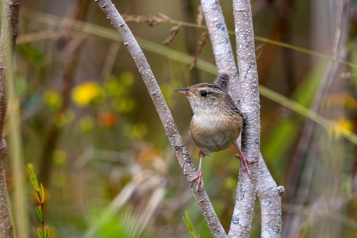 Sedge Wren - ML644878813