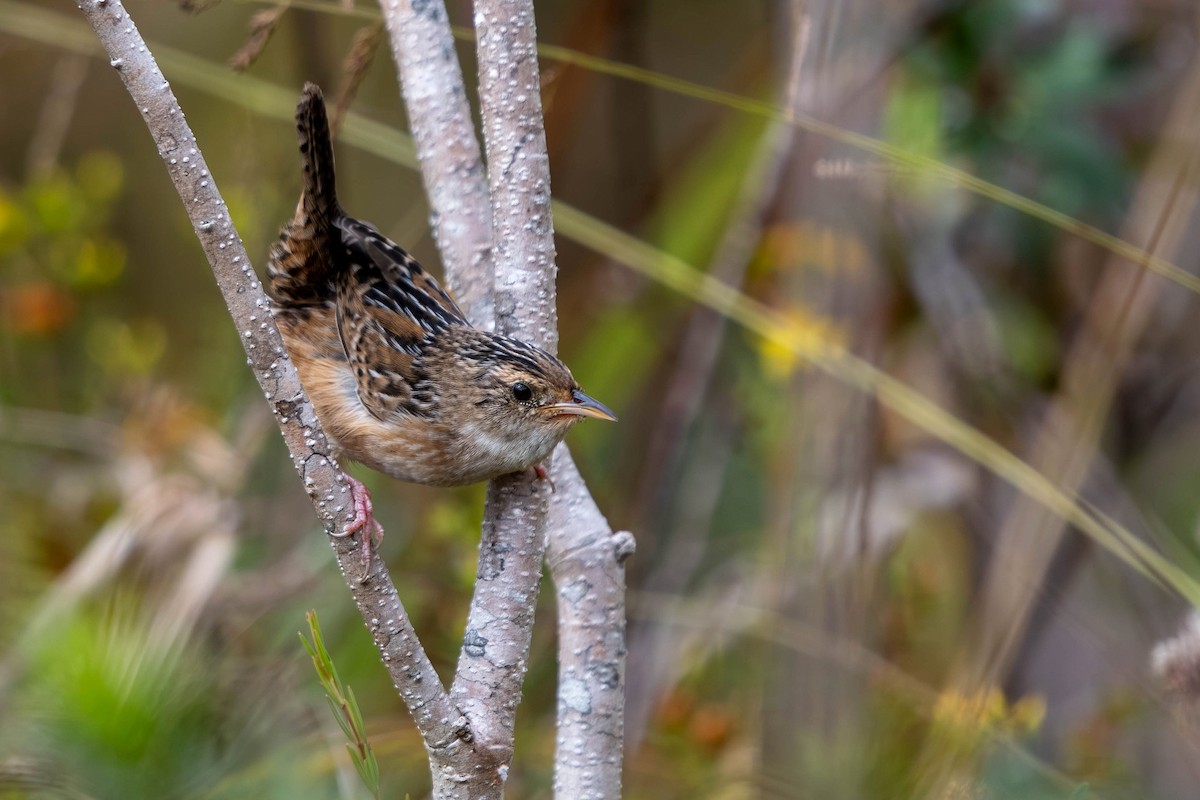 Sedge Wren - ML644878814