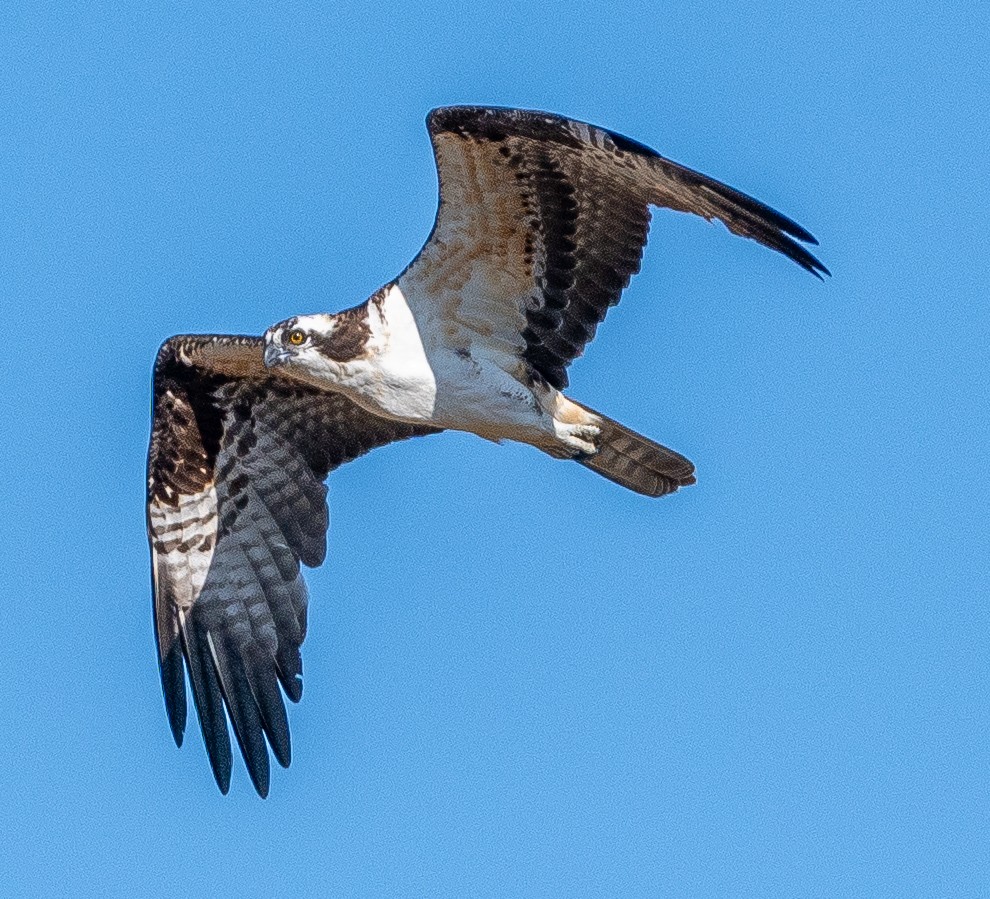 Osprey - ML644878838