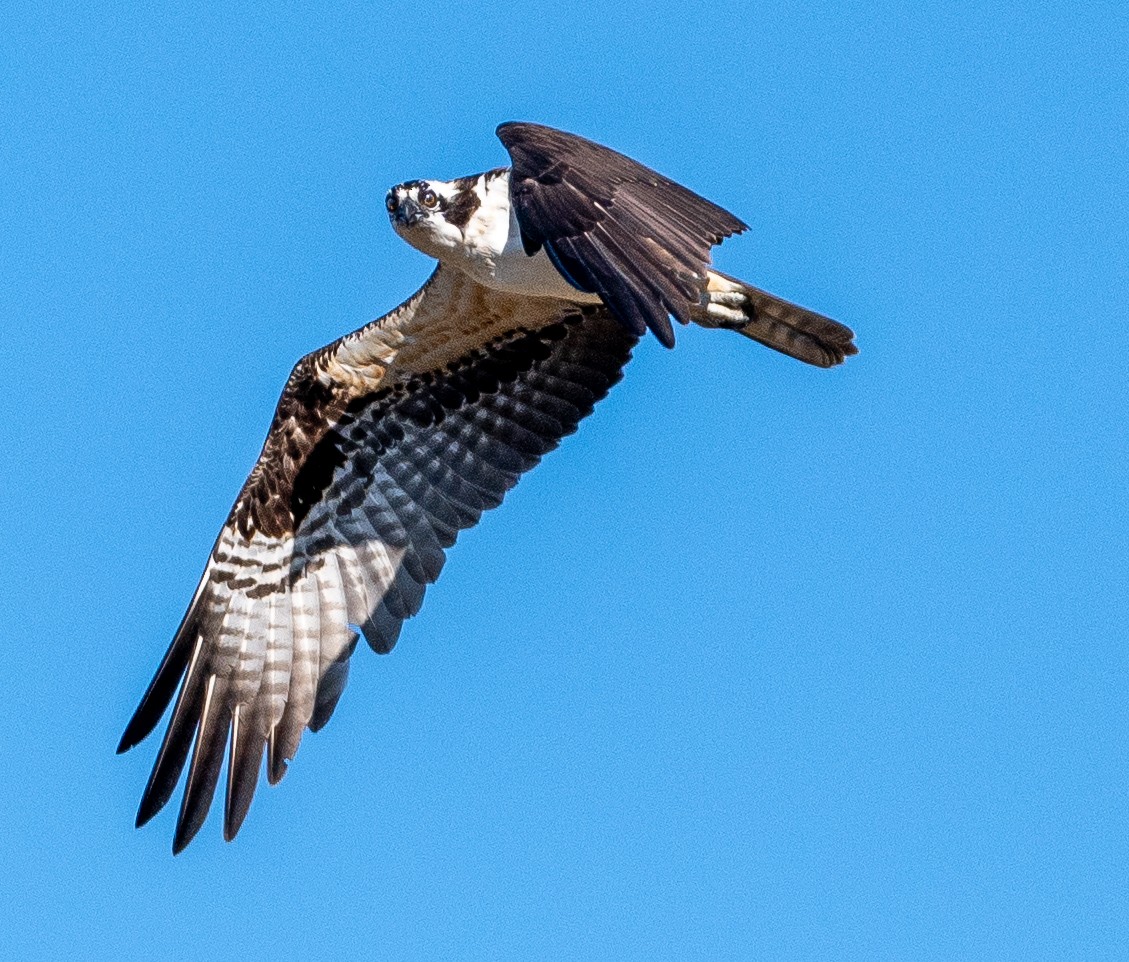Osprey - ML644878840