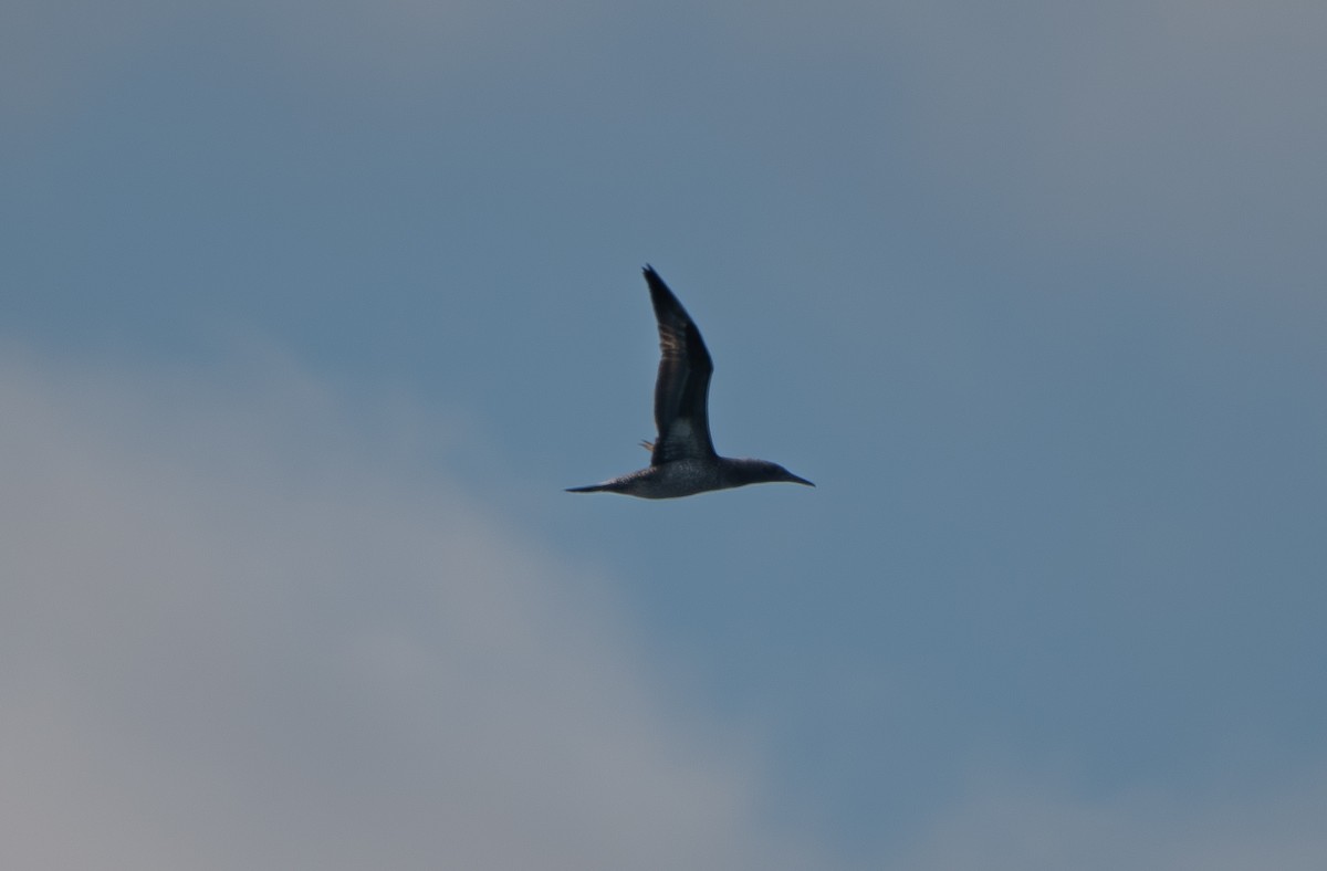 Alcatraz Atlántico - ML644878845