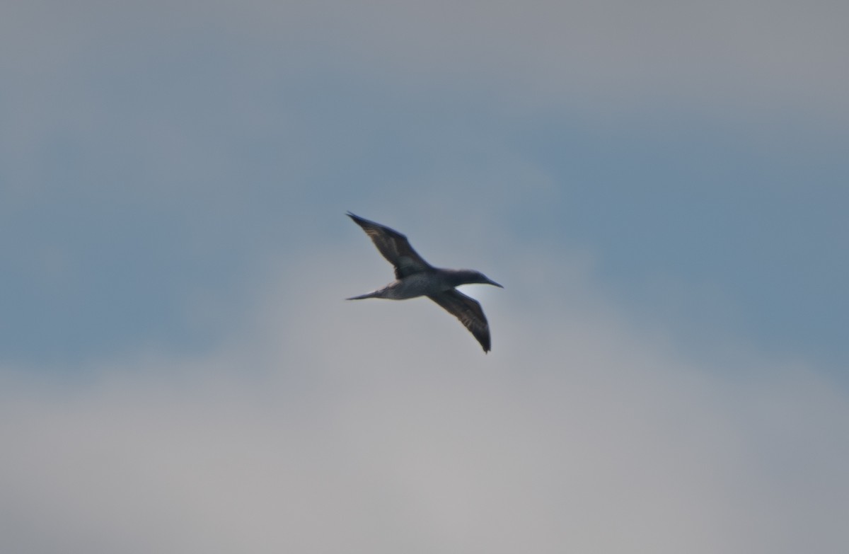 Alcatraz Atlántico - ML644878846