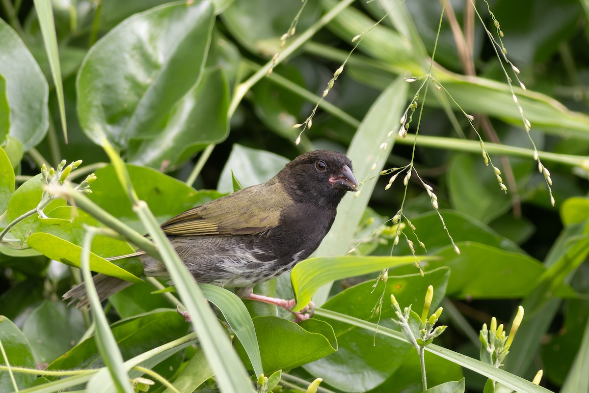 Black-faced Grassquit - ML644878847