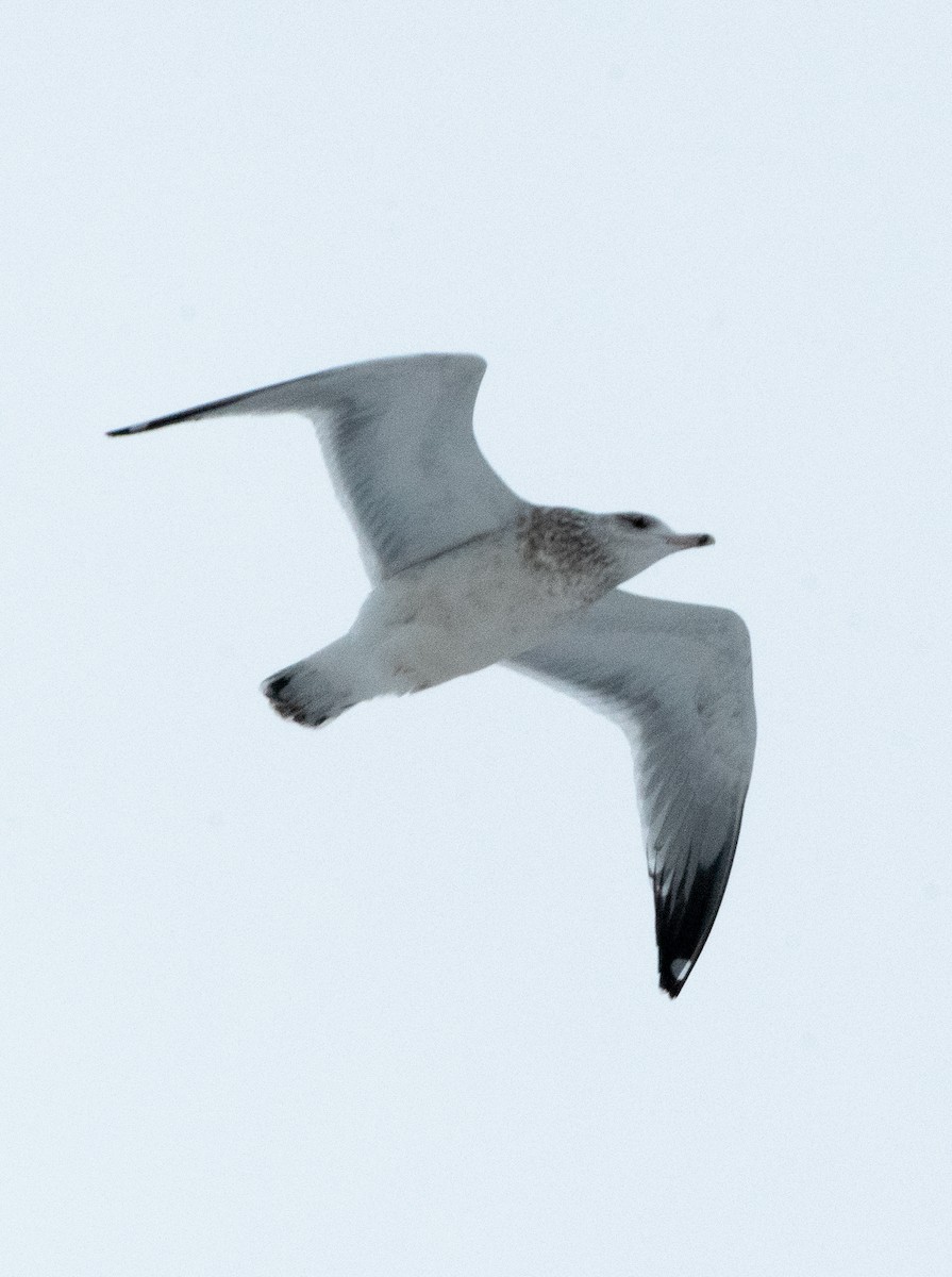 Ring-billed Gull - ML644878852