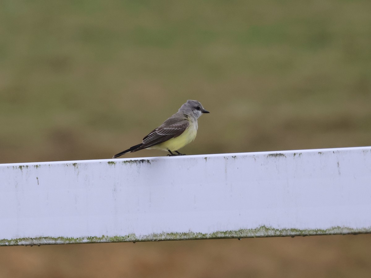 Западный тиранн - ML644878857