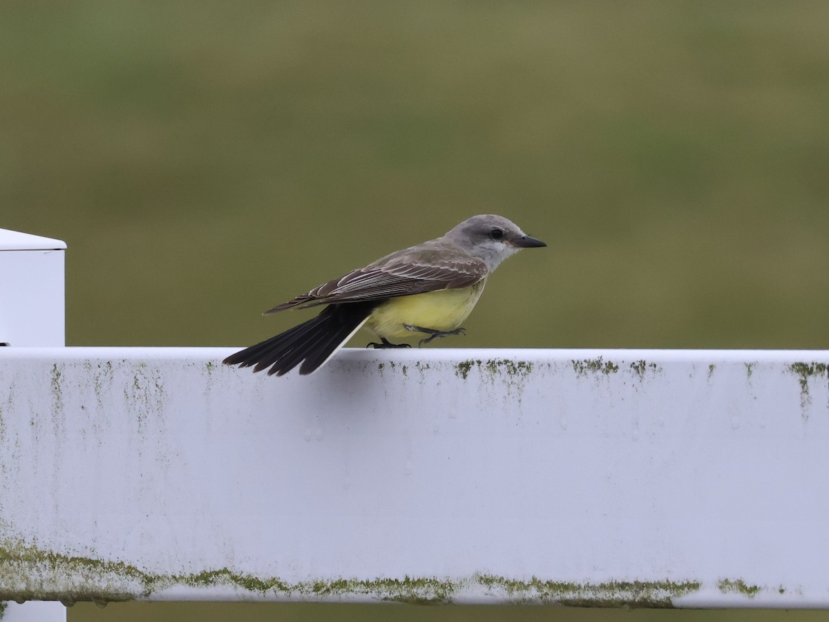 Западный тиранн - ML644878858