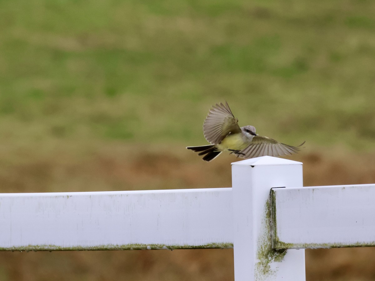 Западный тиранн - ML644878859