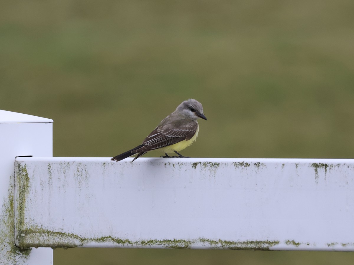 Западный тиранн - ML644878860