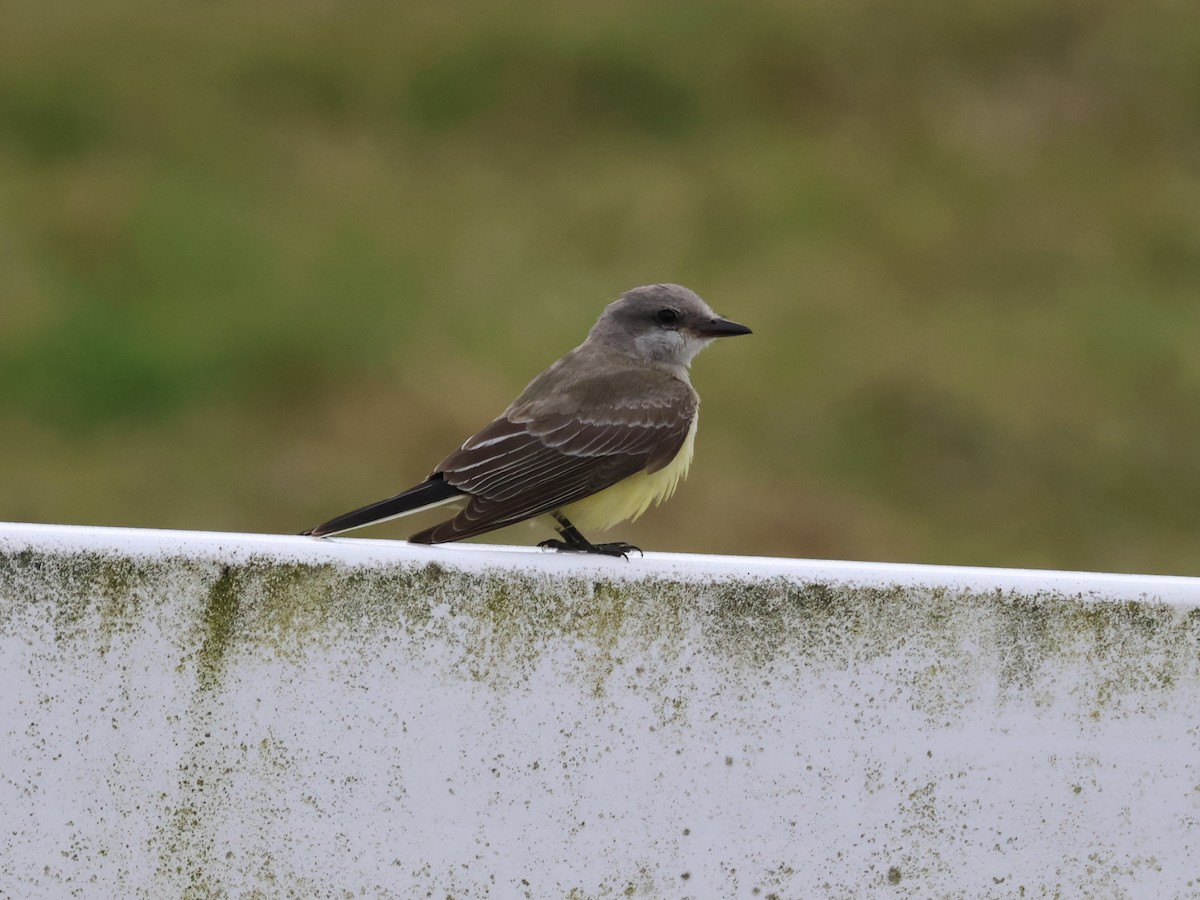 Западный тиранн - ML644878861