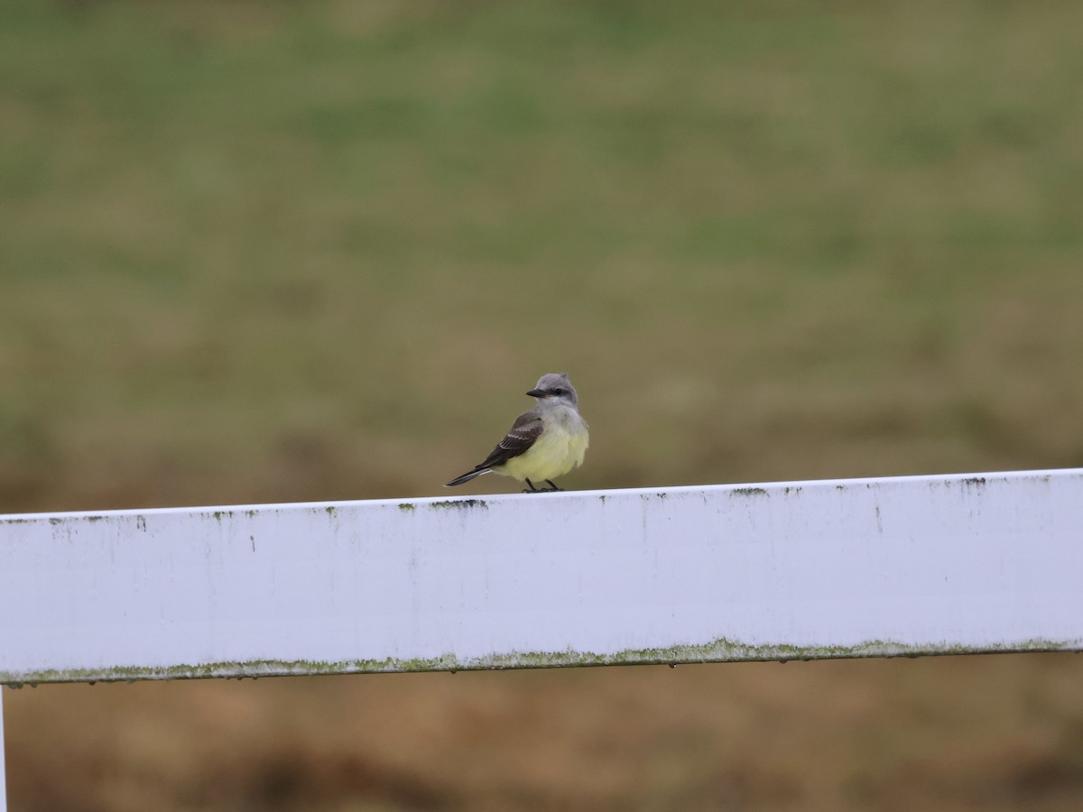 Западный тиранн - ML644878862