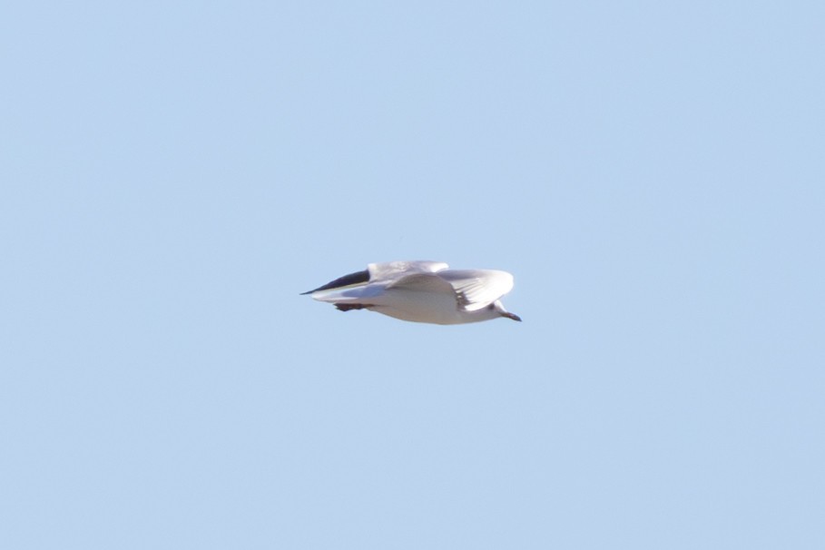 Mediterranean Gull - ML644878863
