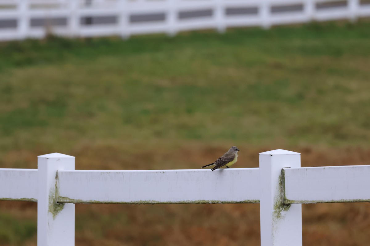 Западный тиранн - ML644878867