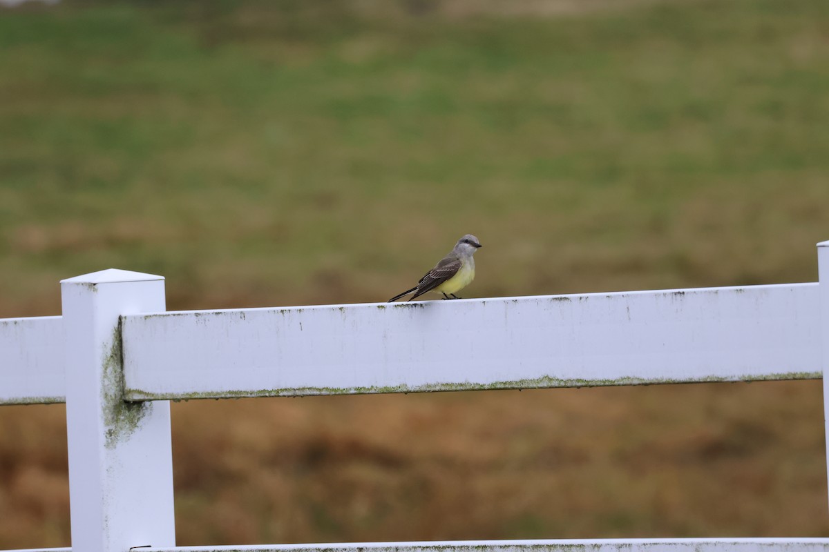 Западный тиранн - ML644878868