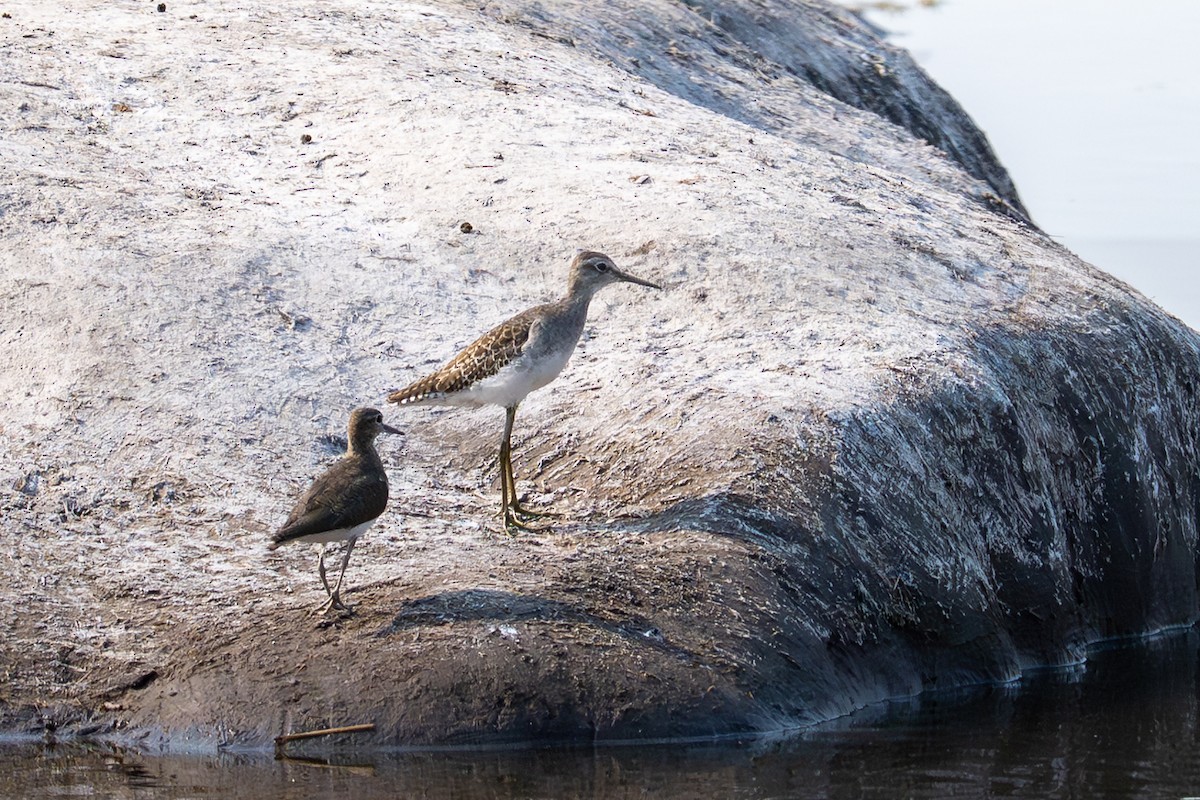 タカブシギ - ML644878871