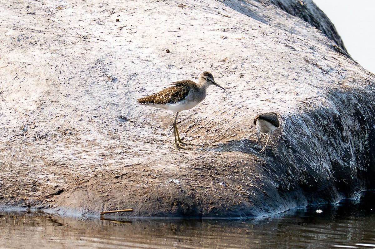 タカブシギ - ML644878872