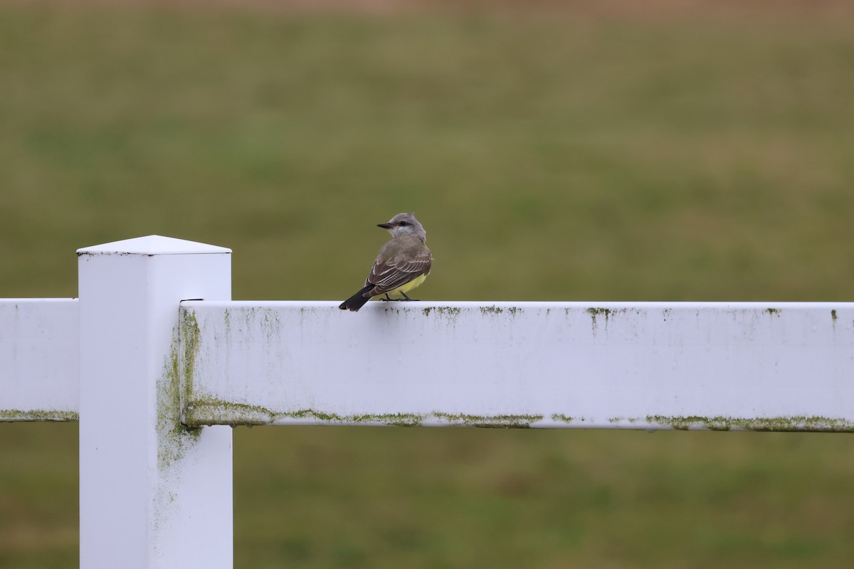 Западный тиранн - ML644878877