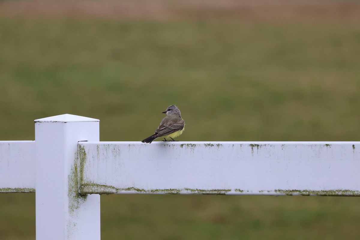 Западный тиранн - ML644878879