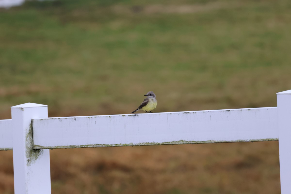 Западный тиранн - ML644878885