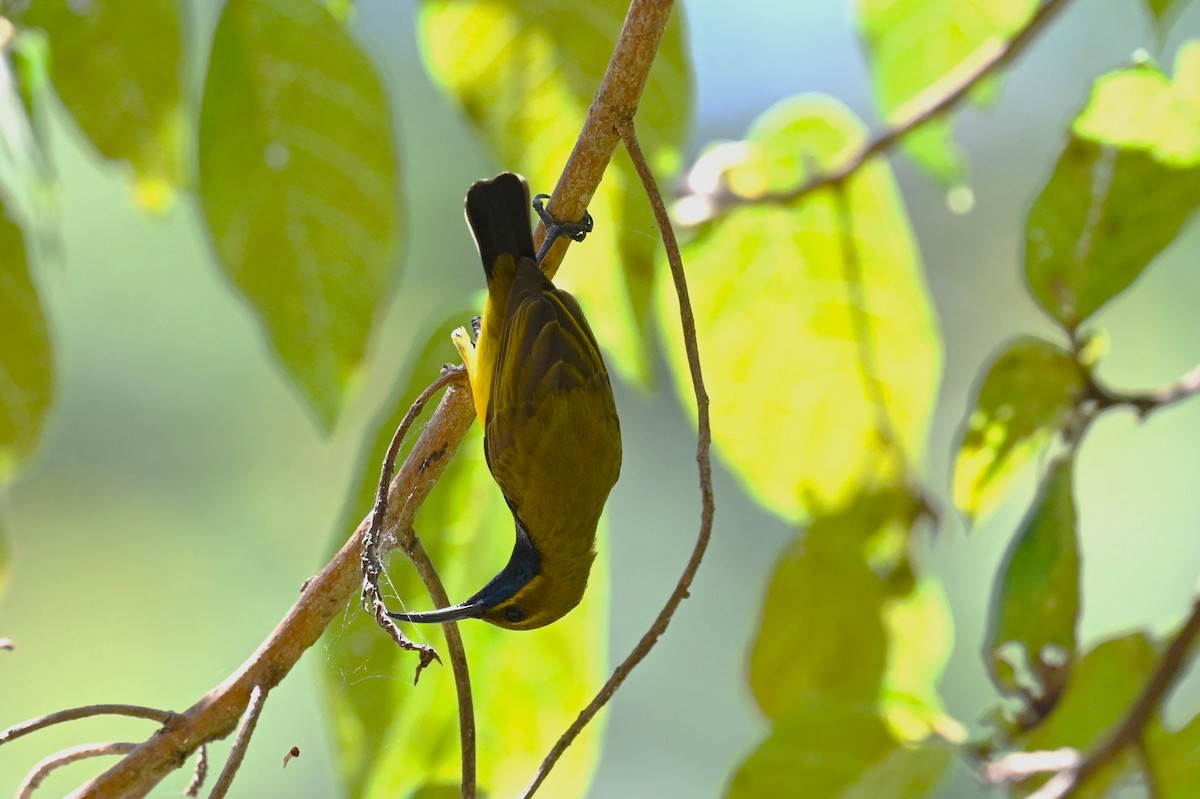 Sahul Sunbird - ML644878886