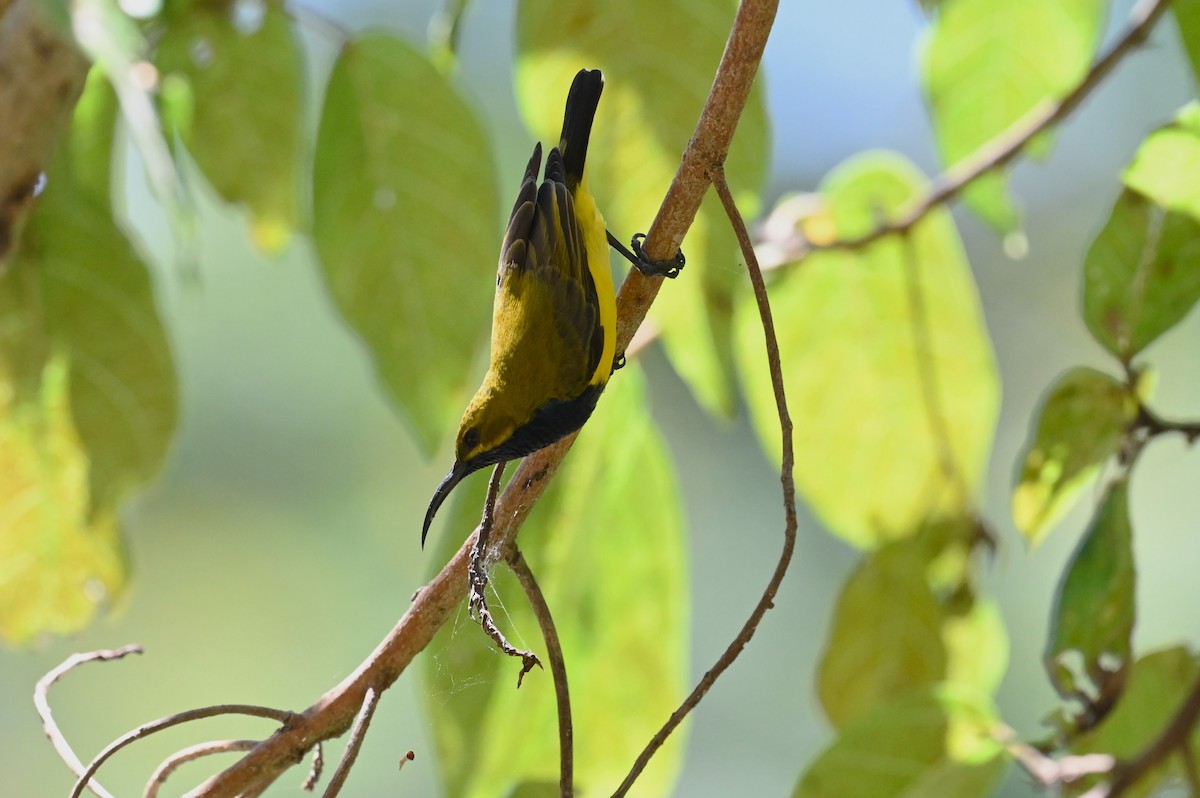 Sahul Sunbird - ML644878887