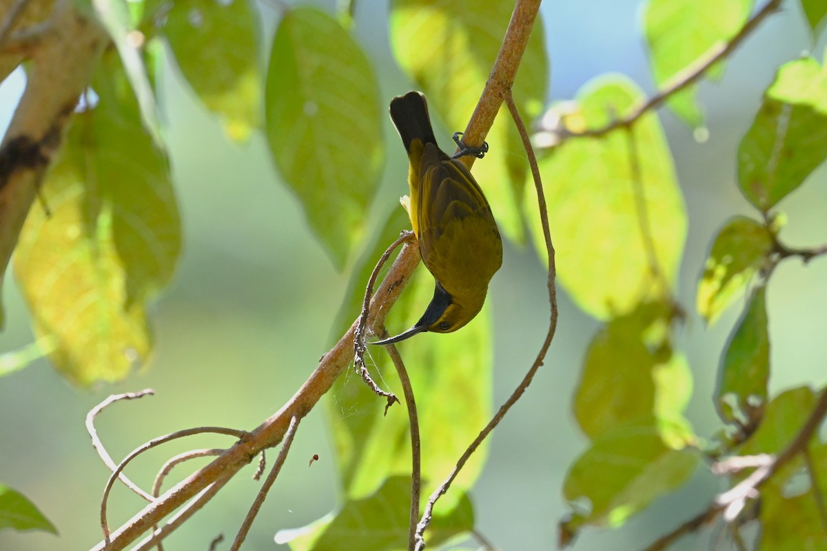 Sahul Sunbird - ML644878888