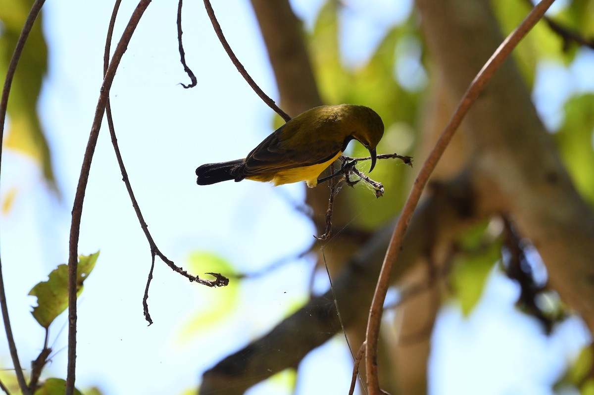 Sahul Sunbird - ML644878889