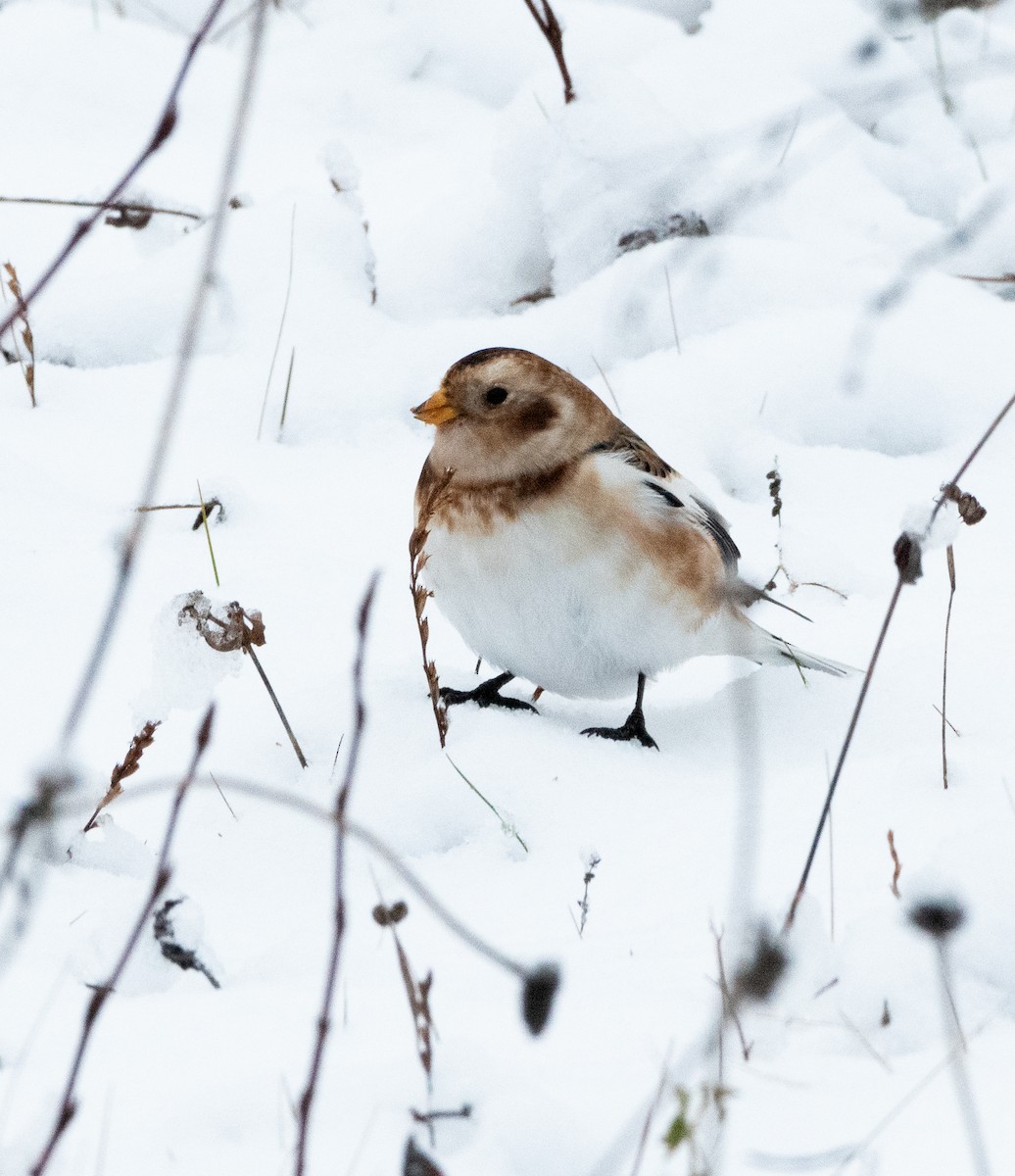 Snow Bunting - ML644878890