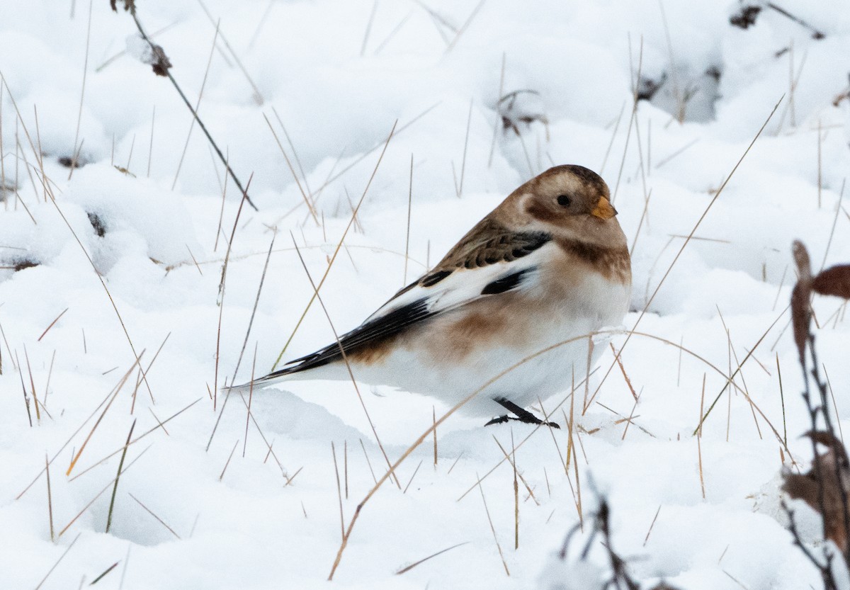 Snow Bunting - ML644878891