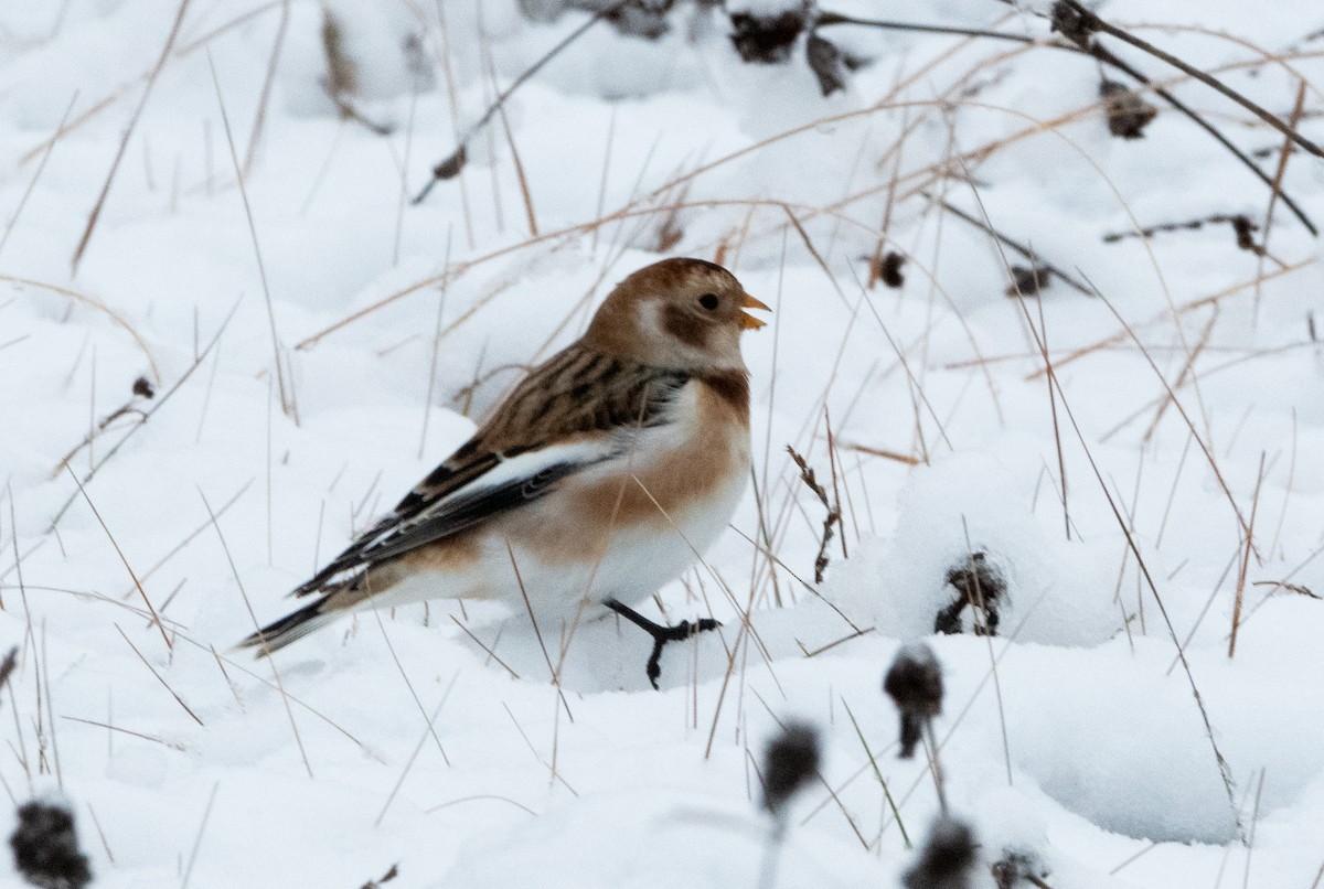 Snow Bunting - ML644878892