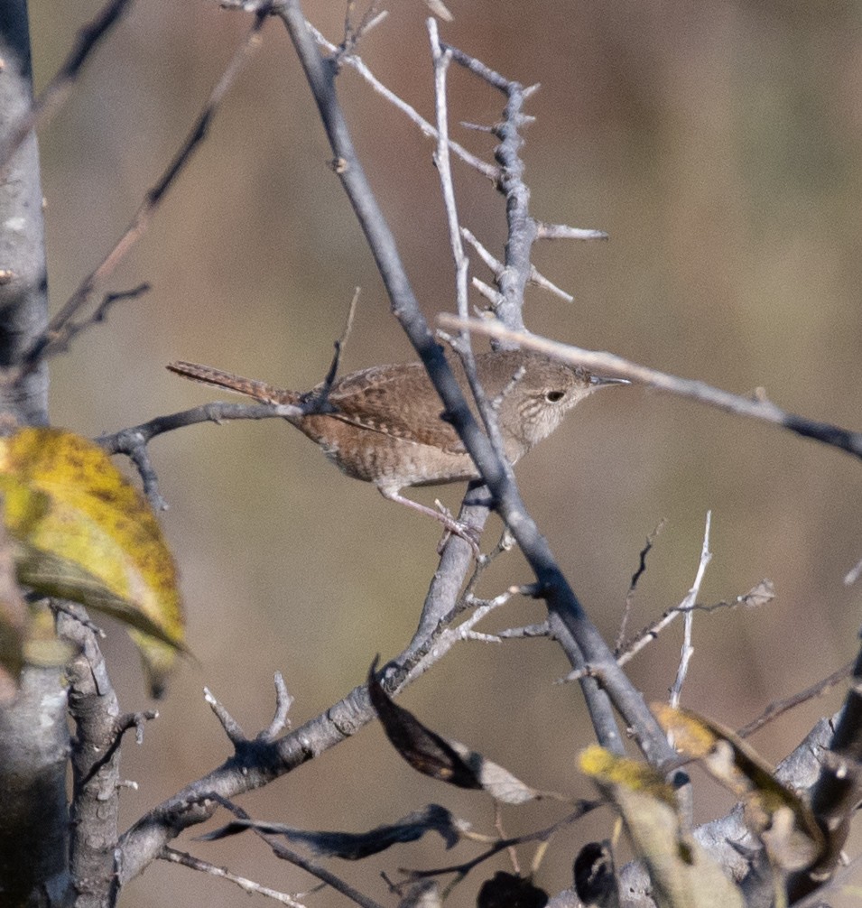 Northern House Wren - ML644878893