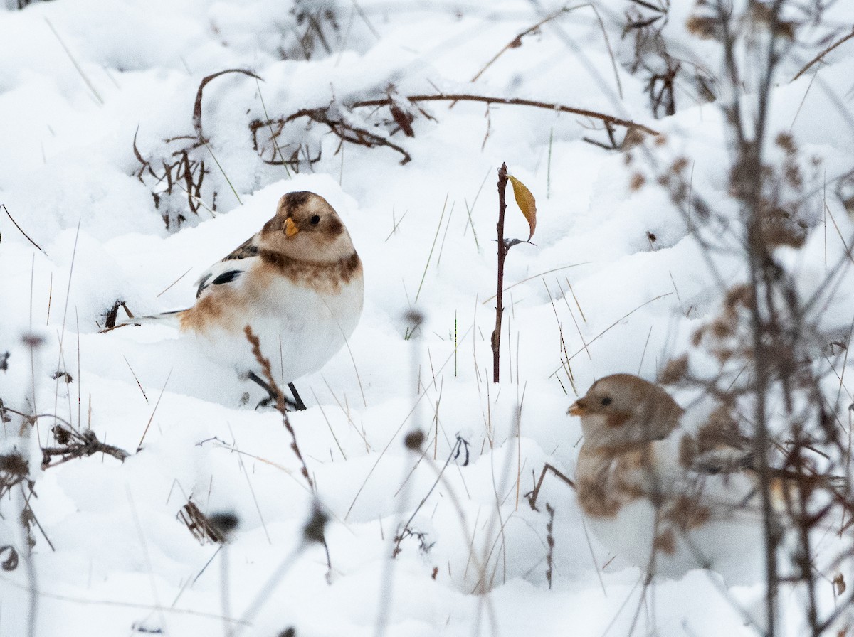 Snow Bunting - ML644878894