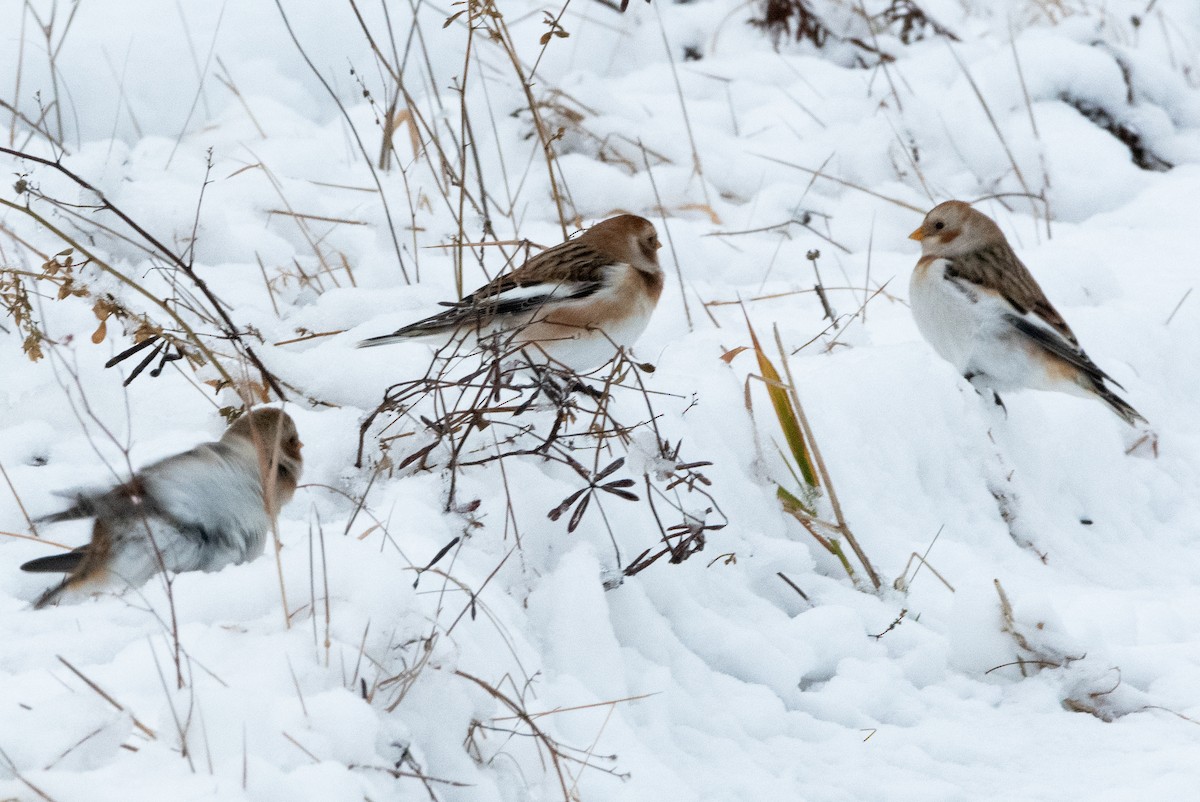 Snow Bunting - ML644878895