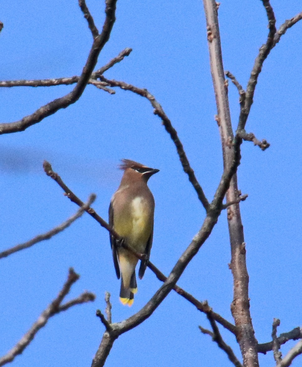 Jaseur d'Amérique - ML644878896