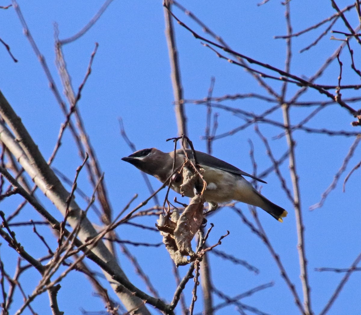 Jaseur d'Amérique - ML644878897