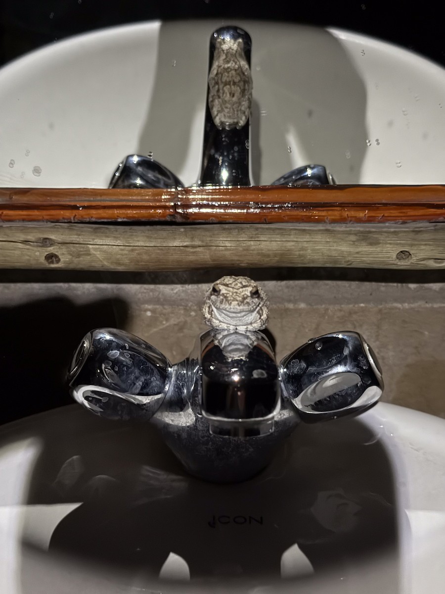 タカブシギ - ML644878917