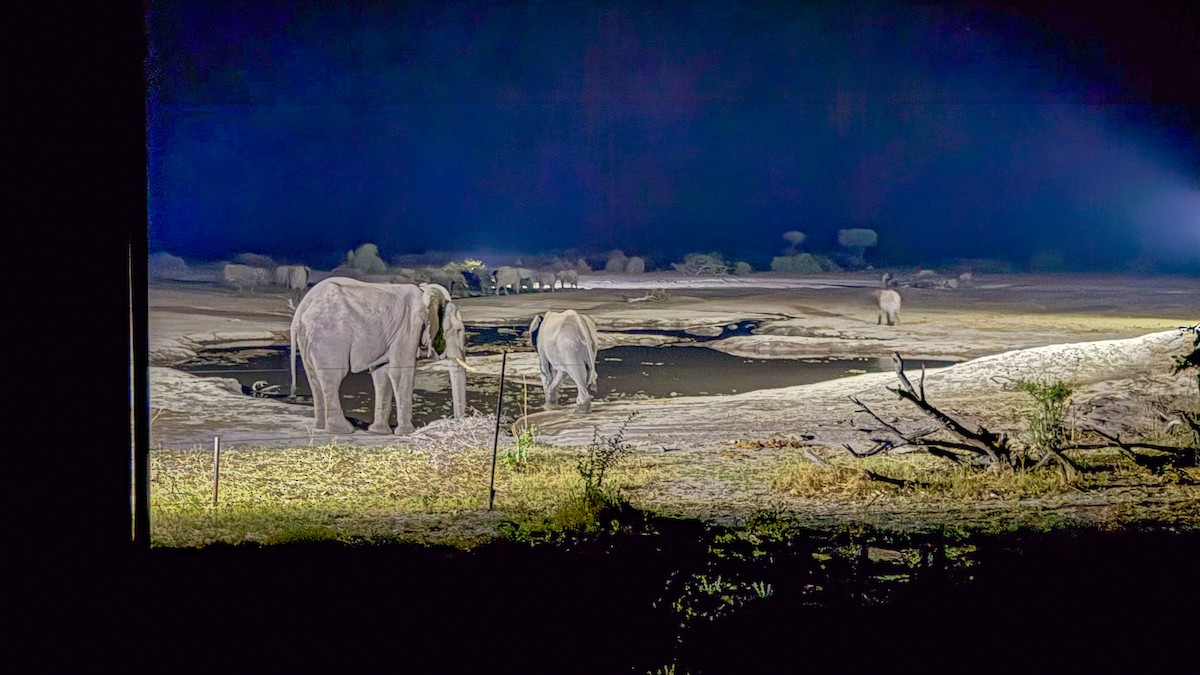 タカブシギ - ML644878918