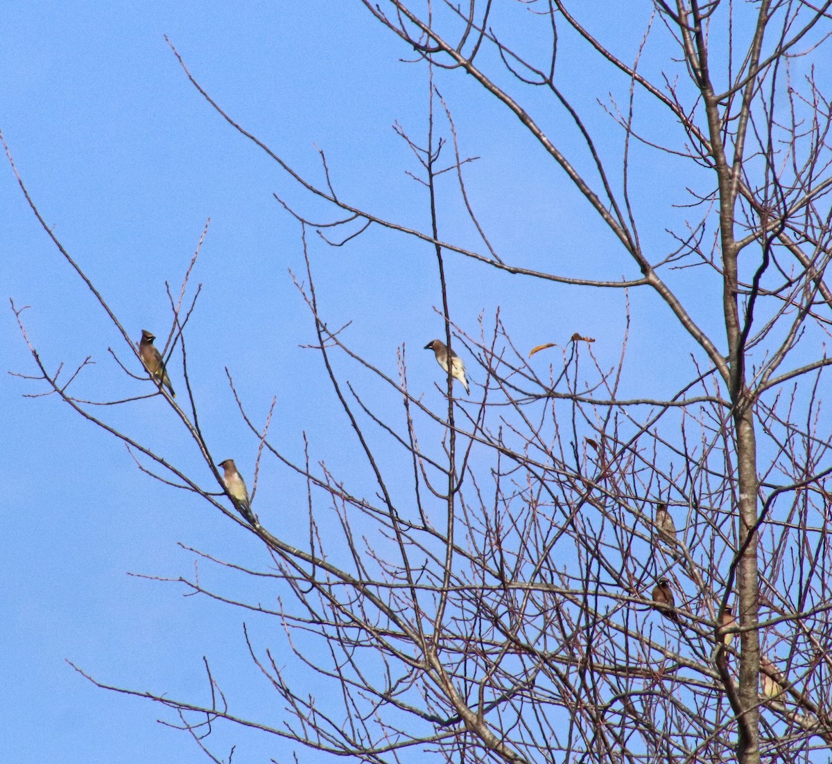 Jaseur d'Amérique - ML644878919