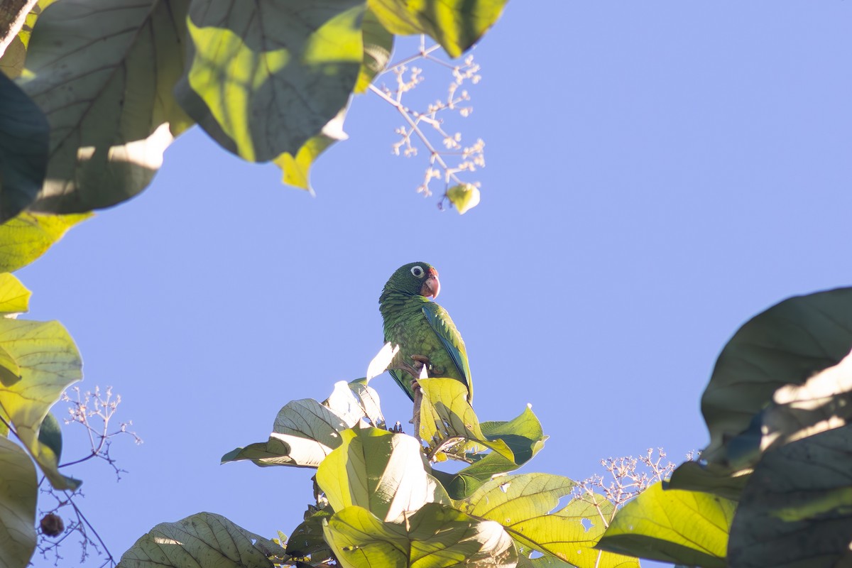 Puerto Rican Amazon - ML644878923