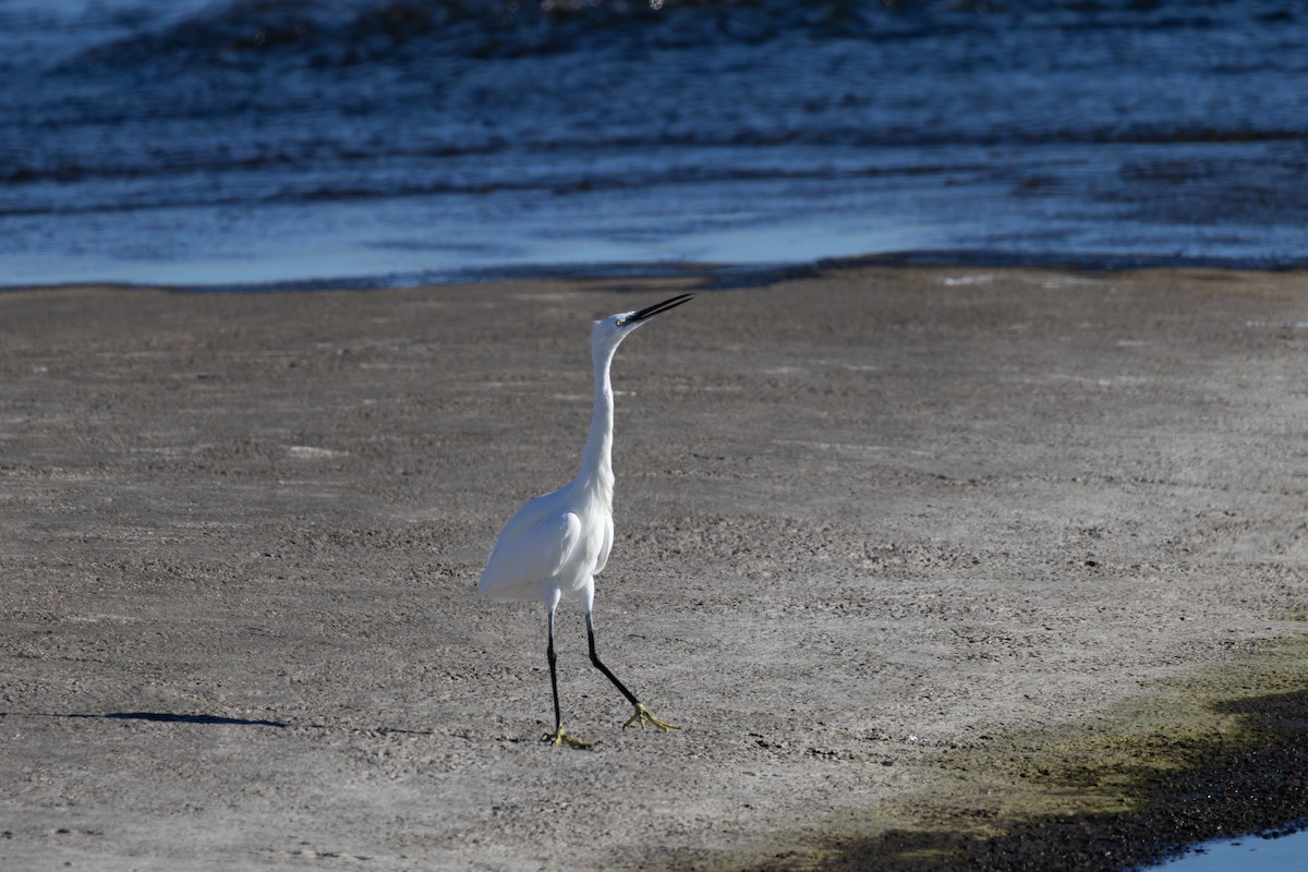 Seidenreiher - ML644878934