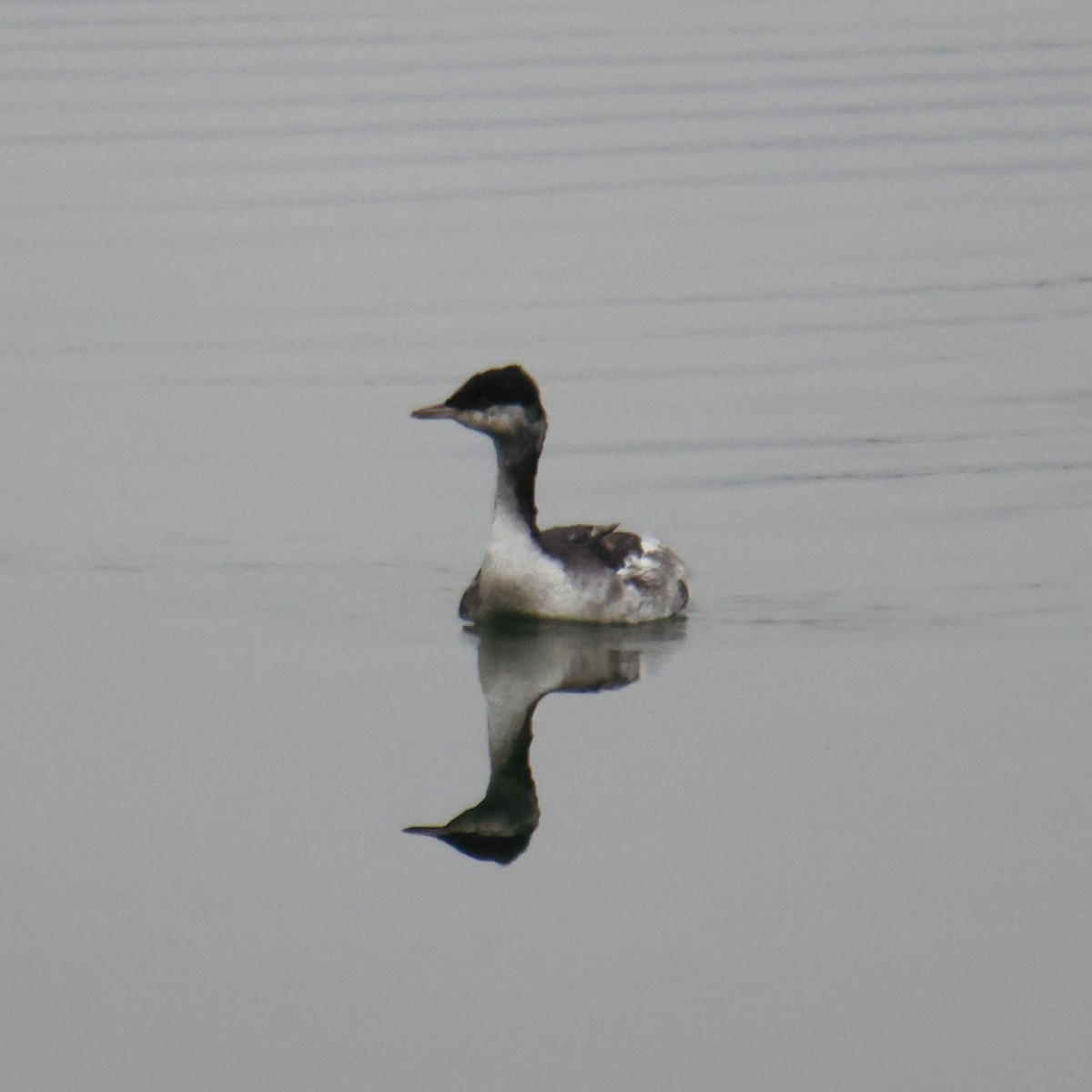 Horned Grebe - ML644878936