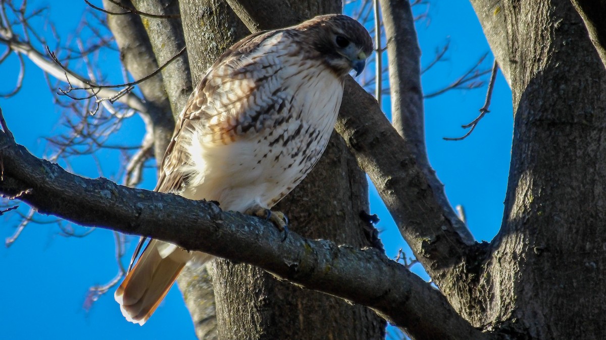 Red-tailed Hawk - ML644878943