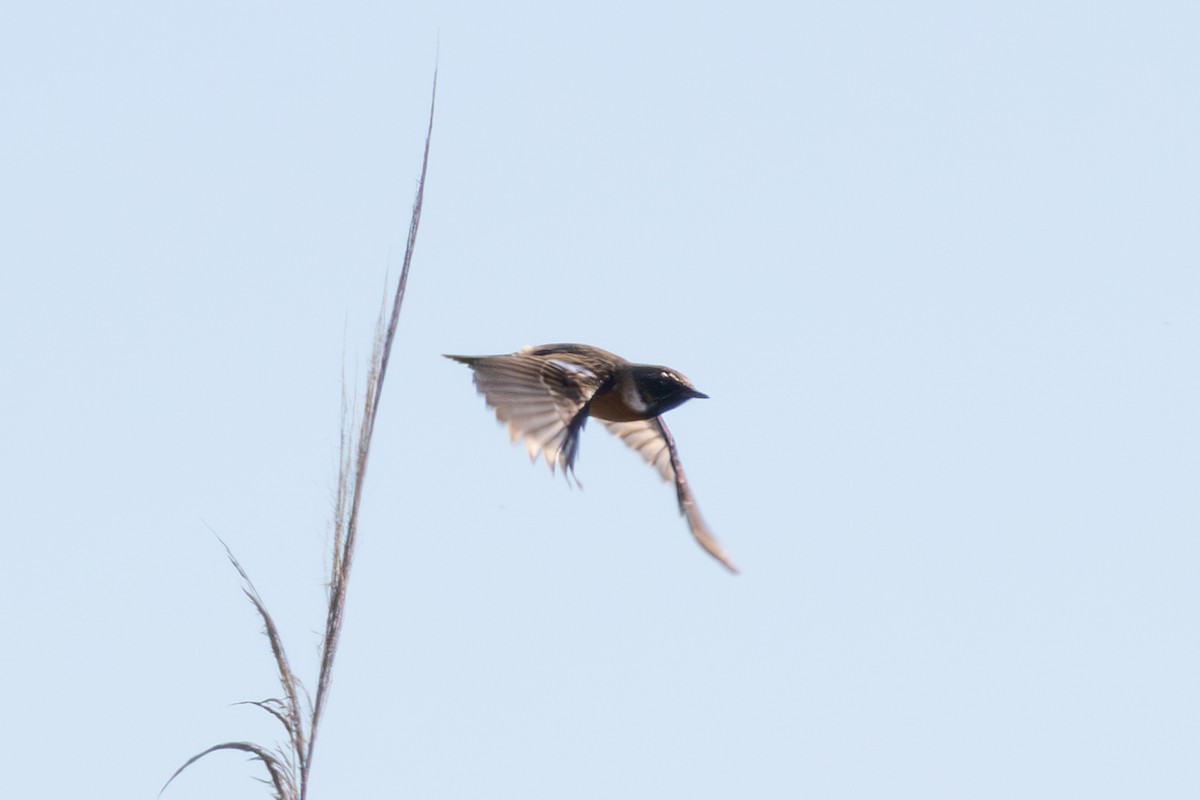 European Stonechat - ML644878958