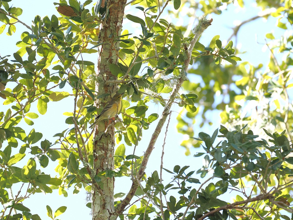 Pine Warbler - ML644878975