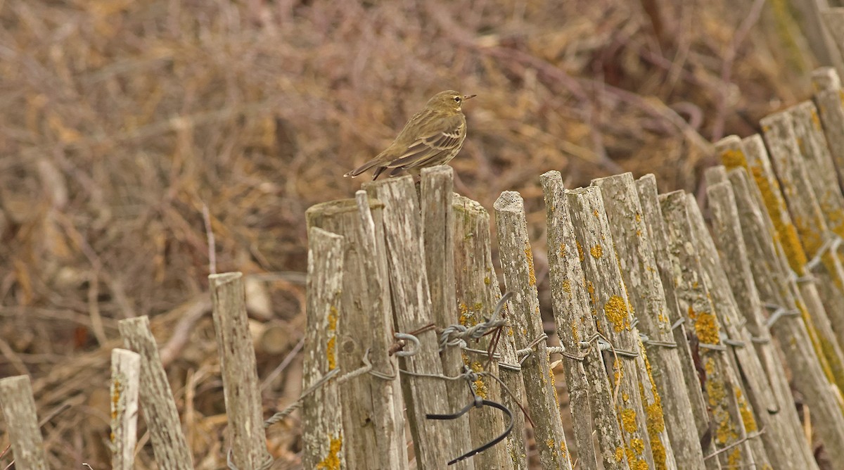 Bisbita Costero - ML644878976