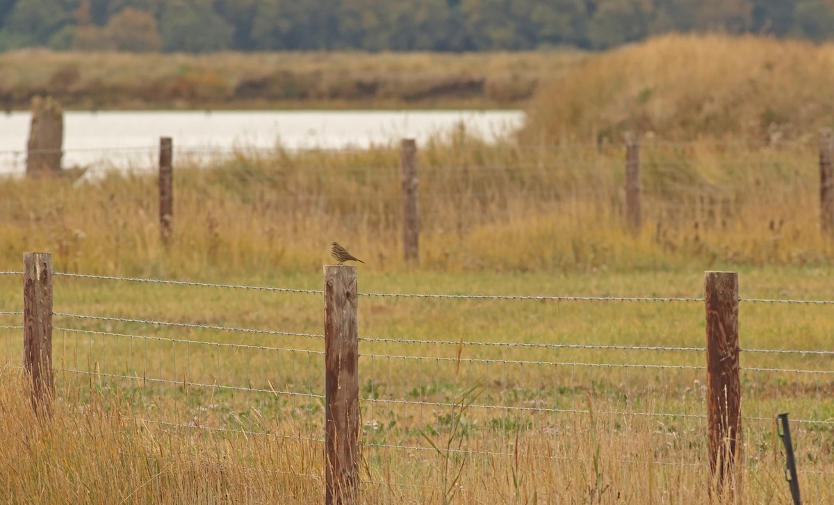 Bisbita Costero - ML644878977