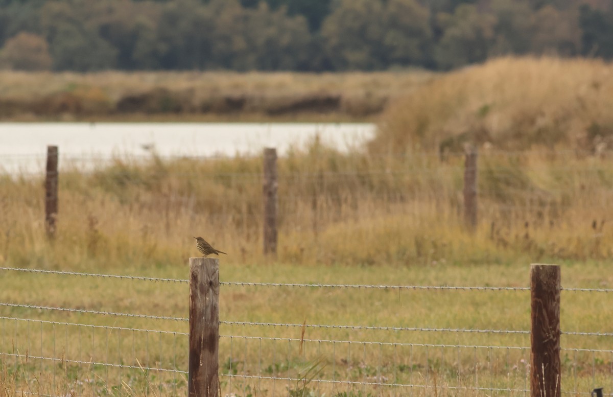 Bisbita Costero - ML644878978